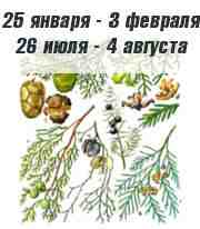 Кипарис по календарю друидов